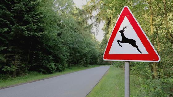 Verkehrsschild, das vor Wildwechsel warnt